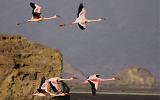 TANZANIA - Lake Natron Flamingos - 05